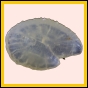ancmit_611_r_003