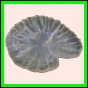 ancmit_613_r_001