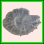 ancmit_895_b_001