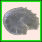 ancmit_901_b_001