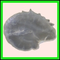 ancmit_904_a_002