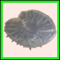 ancmit_910_b_002