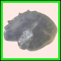 ancmit_914_a_003