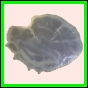 ancmit_914_b_001