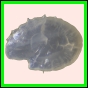 ancmit_916_a_003