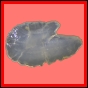 brepat_2448_a_001