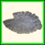 chlchr_1113_a_001