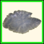 chlchr_1117_a_001