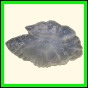 chlchr_1117_b_001