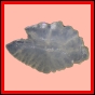 chlchr_1123_a_001