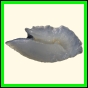 chlchr_1130_a_002