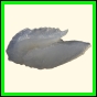 chlchr_1130_b_001