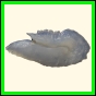 chlchr_1131_a_002