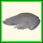 chlchr_1131_b_001