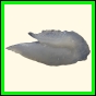 chlchr_1132_b_001