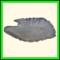 chlchr_1134_b_001