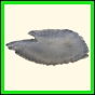 chlchr_1135_b_001