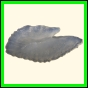chlchr_1136_a_002