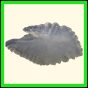 chlchr_1480_b_001
