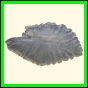 chlchr_1482_b_001