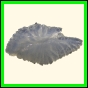 chlchr_1486_a_001