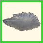 chlchr_1487_a_001