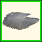 chlchr_1488_a_001