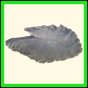 chlchr_1488_b_002