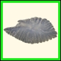 chlchr_1495_a_002