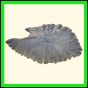chlchr_1496_a_001