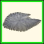 chlchr_1496_b_002