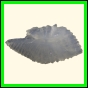 chlchr_1502_a_001