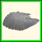 chlchr_1503_a_001