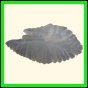 chlchr_1503_b_002