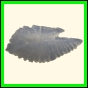 chlchr_1504_a_001