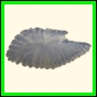 chlchr_1505_a_002