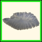 chlchr_1505_b_001