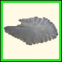 chlchr_1506_a_002