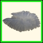 chlchr_1507_a_002