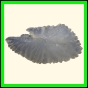 chlchr_1508_a_002