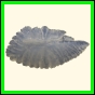 chlchr_1508_b_001