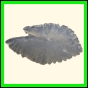chlchr_1509_a_002