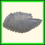 chlchr_1509_b_001