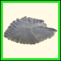 chlchr_1511_a_002