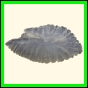 chlchr_1511_b_001