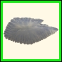 chlchr_1912_a_001