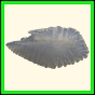 chlchr_1912_b_001