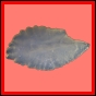 chlchr_325_l_003