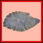 chlchr_325_r_043