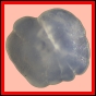ctebol_876_b_001